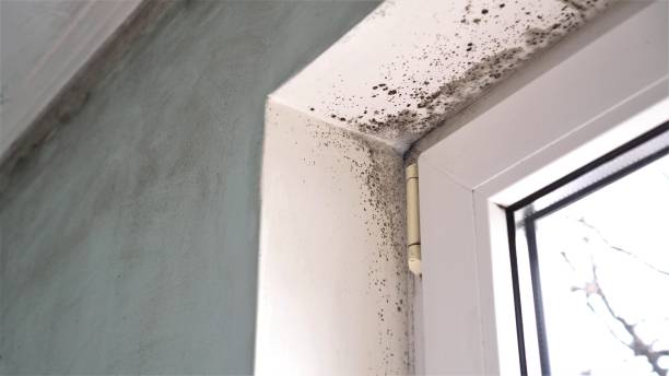 Best Mold Remediation for Healthcare Facilities  in The Hideout, PA