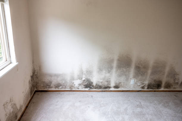 Best Mold Odor Removal Services  in The Hideout, PA