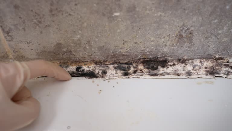 Best Attic Mold Removal  in The Hideout, PA