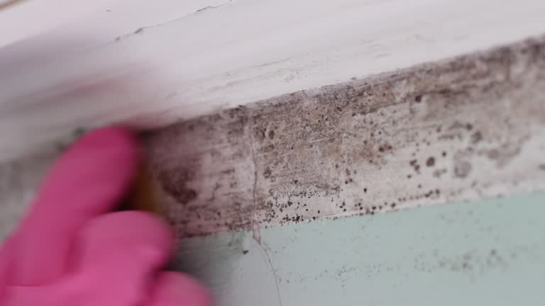 Best Environmental Consulting for Mold Prevention  in The Hideout, PA